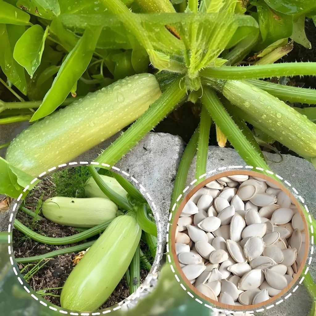 ซูกินี zucchini Seeds 8 เมล็ด  เมล็ดพันธุ์ เมล็ดนำเข้า F1 Seeds easy to grow