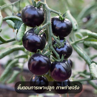 มะเขือเทศเชอรี่ สีดำ🎯100 ชิ้น เมล็ดพันธุ์มะเขือเทศเชอรี่ สีดำ 🎈งอกง่าย🌱โตไว☘️ลูดดก🌱สวย แปลก