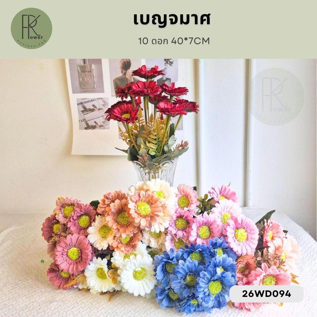 เบญจมาศ 10 ดอก ต้นสูง 40 หน้าดอก 7CM 26WD094