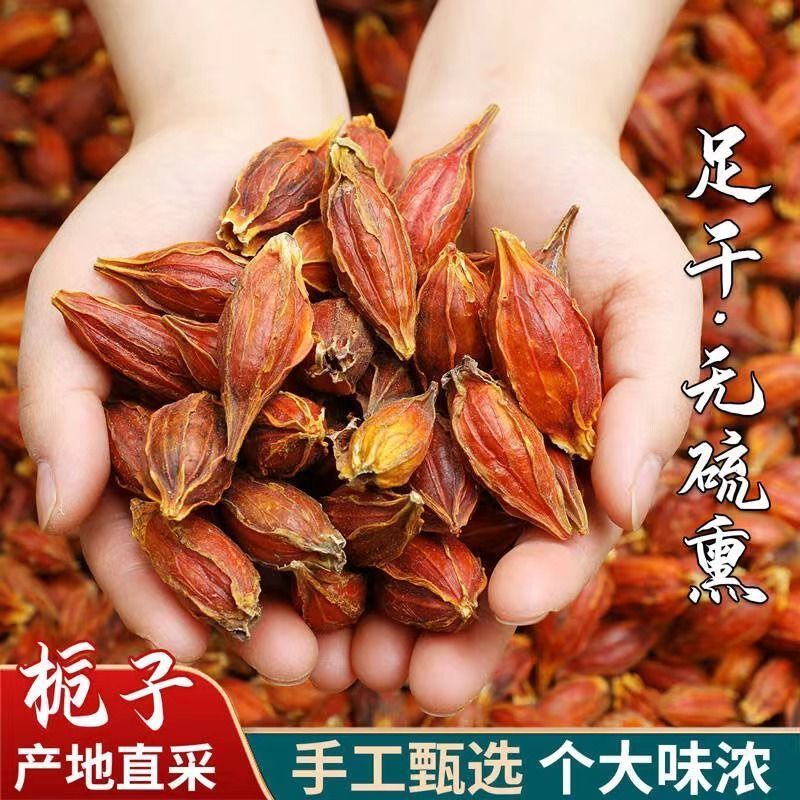 2025 สินค้าใหม่ Jinxin Yellow Gardenia Fruit Red Gardenia Mountain Gardenia Gardenia Gardenia Garden