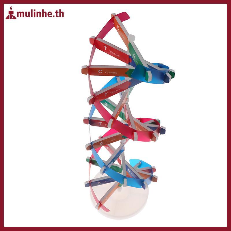 MULINHE Human Genes DNA รุ่น Double Helix ของเล่นวิทยาศาสตร์การสอนการเรียนรู้การศึกษาของเล่น TH