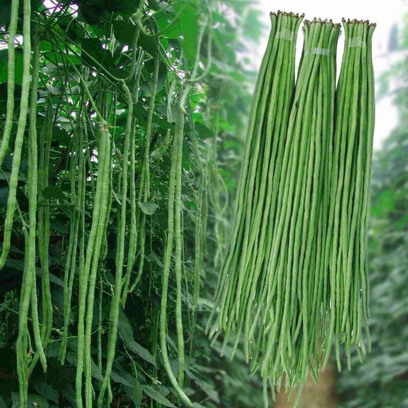 มล็ดพันธุ์ ถั่วพุ่ม ( Pole Sitao Seeds) 10 เมล็ด ปลูกง่าย ปลูกได้ทั่วไทย ปลูกง่าย อัตราการงอกสูง