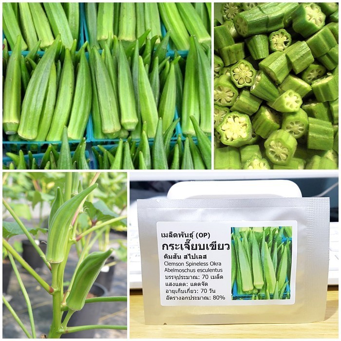 เมล็ดพันธุ์ กระเจี๊ยบเขียวคิมสัน (Clemson Spineless Okra Seed) บรรจุ 60 เมล็ด คุณภาพดี ของแท้ 100%