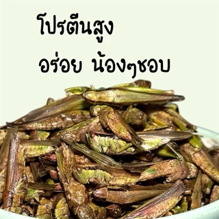 Hambit. ตั๊กแตนเขียวฟรีซดราย 5g (ประมาณ 40 ตัว) โปรตีนสูง ขนมชูก้าไรเดอร์ แฮมสเตอร์