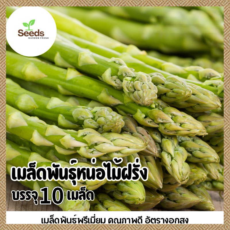 เมล็ดพันธุ์หน่อไม้ฝรั่ง บรรจุ 10 เมล็ด/ซอง งอกง่าย ปลูกง่าย โตไว คุณภาพดี(Asparagus Seeds)