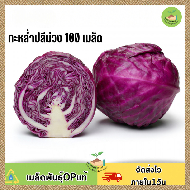 กะหล่ำปลีม่วง 100 เมล็ด งอกง่าย ปลูกง่าย โตไว คุณภาพดี(Purple Red Cabbage Seeds)