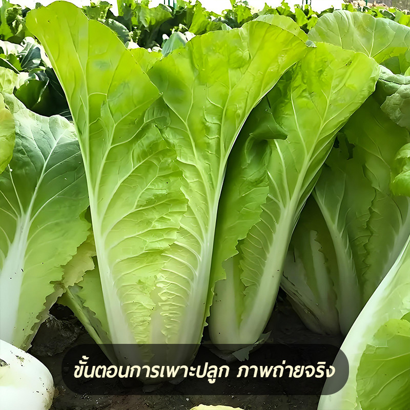 เมล็ดพันธุ์ผักกาดขาวน้อย 1000เมล็ด🎯งอกง่าย👍โตไว📌พุ่มใหญ่👍รสชาติอร่อย - รูปที่ 2