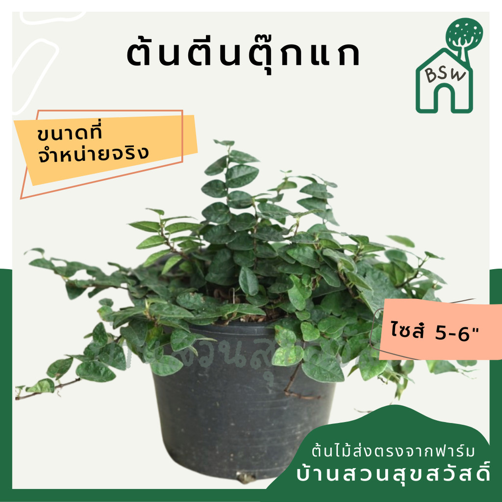 ตีนตุ๊กแก ไม้เลื้อยเกาะผนังบ้าน ชอบแดด มาในกระถางพร้อมตั้ง