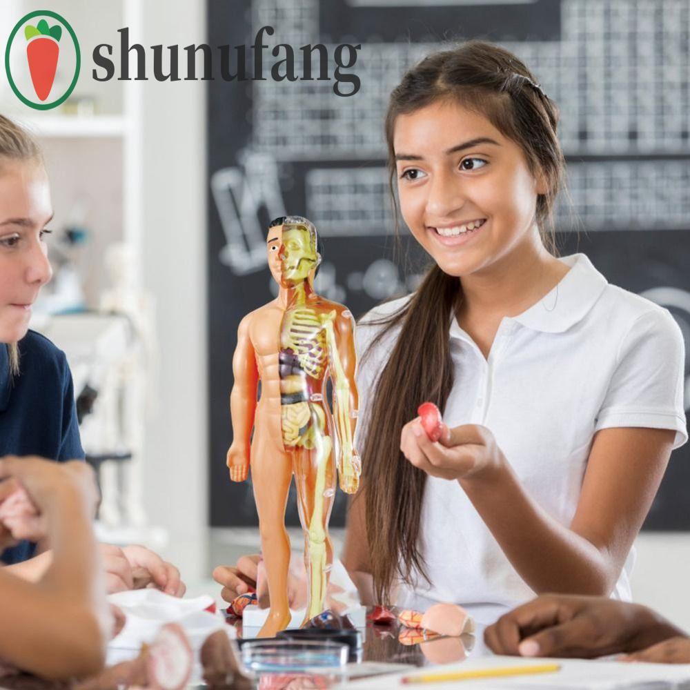 Unufรุ่นร่างกายมนุษย์,หุ่นกายวิภาคศาสตร์รุ่นมนุษย์กายวิภาคศาสตร์การเรียนรู้ร่างกายปริศนาประกอบที่ถอดออกได้3ง ร่างกายปริศนา ลําต้น ของเล่นของเล