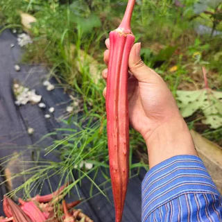 กระเจี๊ยบฝักสีแดงงง!!📌เมล็ดพันธุ์กระเจี้ยบมอญอเมริกันแดง 80 เมล็ด🌱งอกง่าย โตไว☘️ ผลดก🌱สีสวย🎈ทานอร่อย