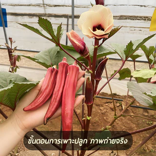 กระเจี๊ยบฝักสีแดงงง!!📌เมล็ดพันธุ์กระเจี้ยบมอญอเมริกันแดง 80 เมล็ด🌱งอกง่าย โตไว☘️ ผลดก🌱สีสวย🎈ทานอร่อย