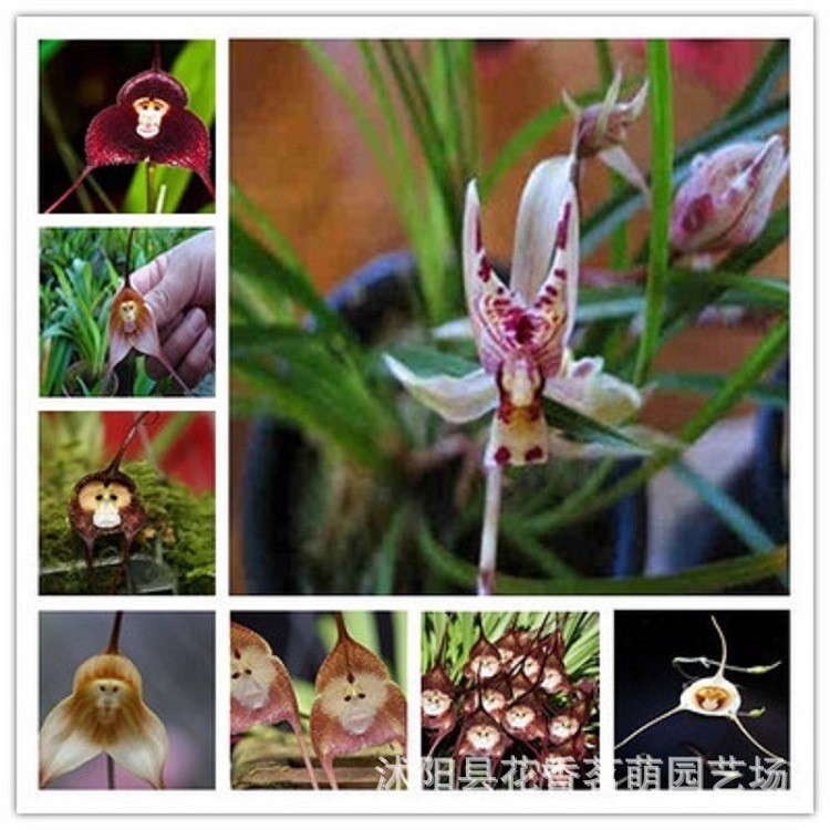 Monkey Face Orchid Seed Flower Potted Orchid Big Mouth Monkey Monkey King Red Monkey White Monkey De