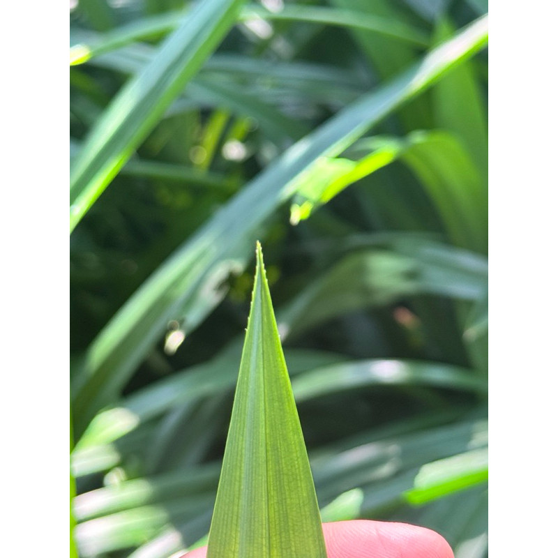 มุมมอง 4