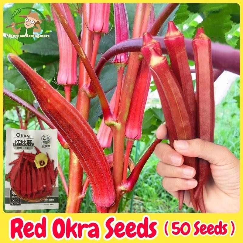 เมล็ดพันธุ์ กระเจี๊ยบมอญ สีแดง 50 เมล็ด Red Burgundy Okra Seed Vegetable Seed เมล็ดกระเจี๊ยบ เมล็ดพั