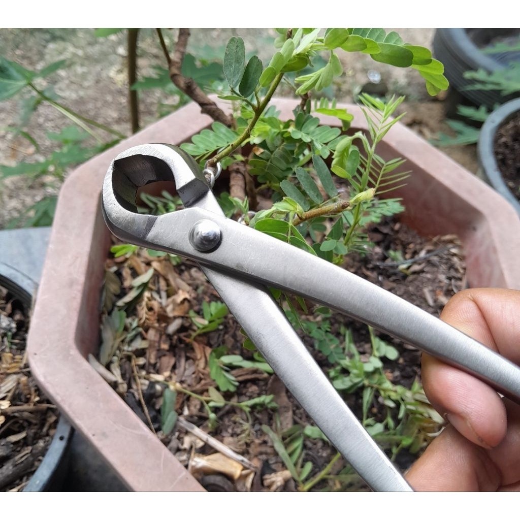 และไม่ต้องตัดสแตนเลสขนาด 210 มม. การทำสวนบอนไซ - รูปที่ 5