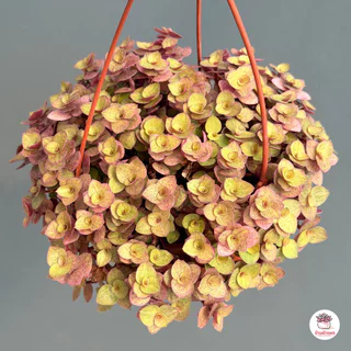 ริบบิ้นชาลีสีทอง Callisia repens ไม้อวบน้ำ กุหลาบหิน cactus&succulentหลากหลายสายพันธุ์