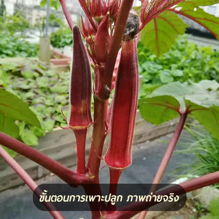 กระเจี๊ยบฝักสีแดงงง!!📌เมล็ดพันธุ์กระเจี้ยบมอญอเมริกันแดง 80 เมล็ด🌱งอกง่าย โตไว☘️ ผลดก🌱สีสวย🎈ทานอร่อย