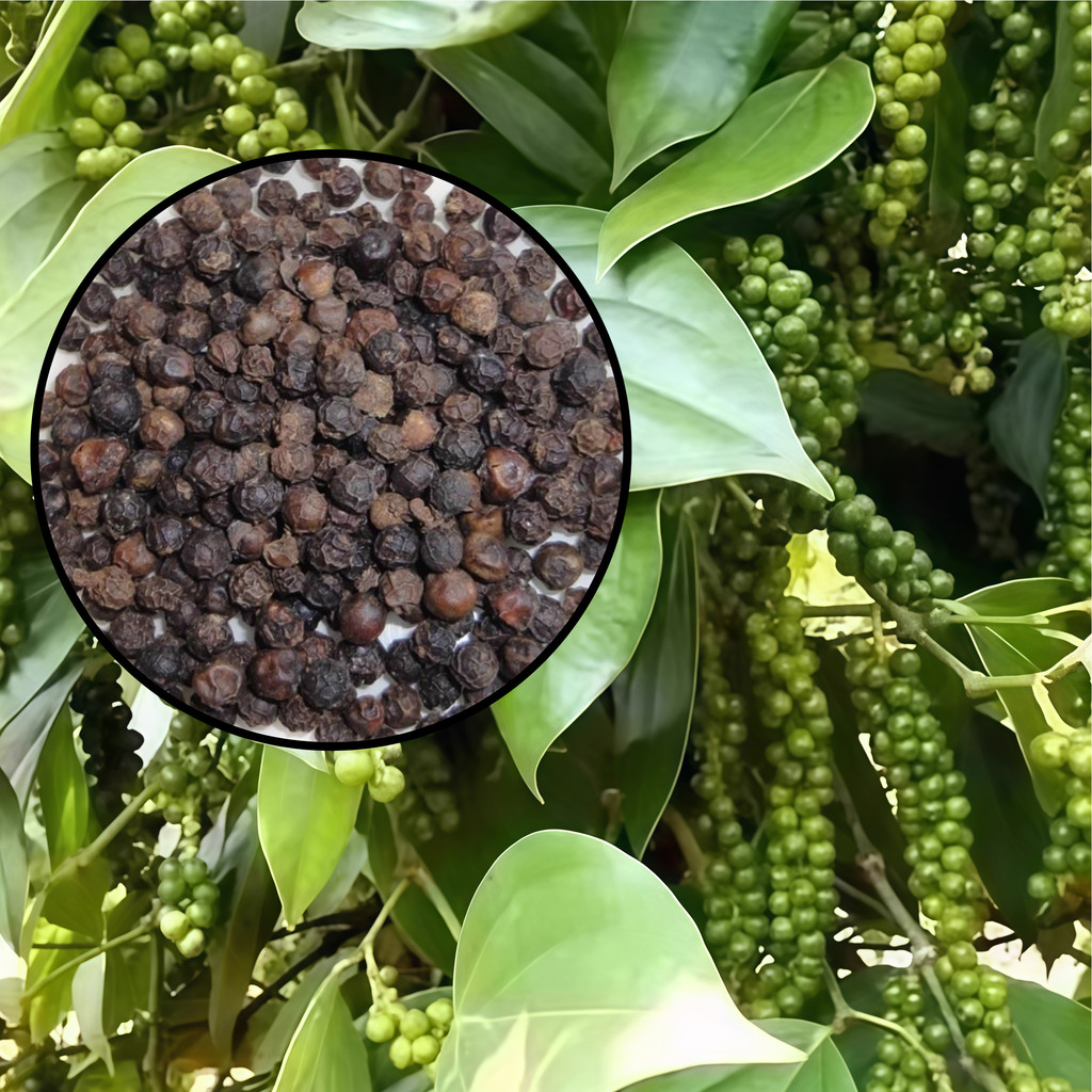 เมล็ดพันธุ์พริกไทยดำ 15 เมล็ด | ปลูกง่าย Black peppercorn plant seeds F1 Seeds