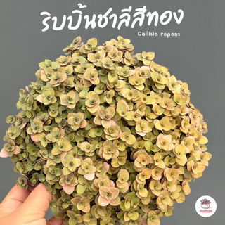 ริบบิ้นชาลีสีทอง Callisia repens ไม้อวบน้ำ กุหลาบหิน cactus&succulentหลากหลายสายพันธุ์