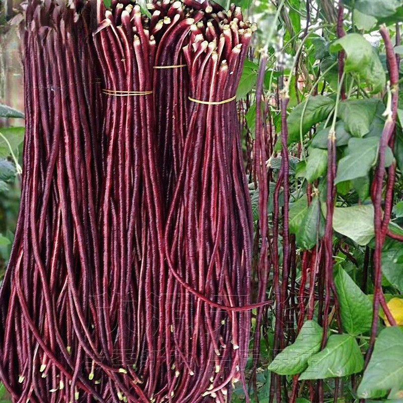 เมล็ดพันธุ์ ถั่วฝักยาว สีแดง บรรจุ 10เมล็ด Red Long Beans Seed Organic Vegetable Seeds เมล็ดพันธุ์อินทรีย์ ปล