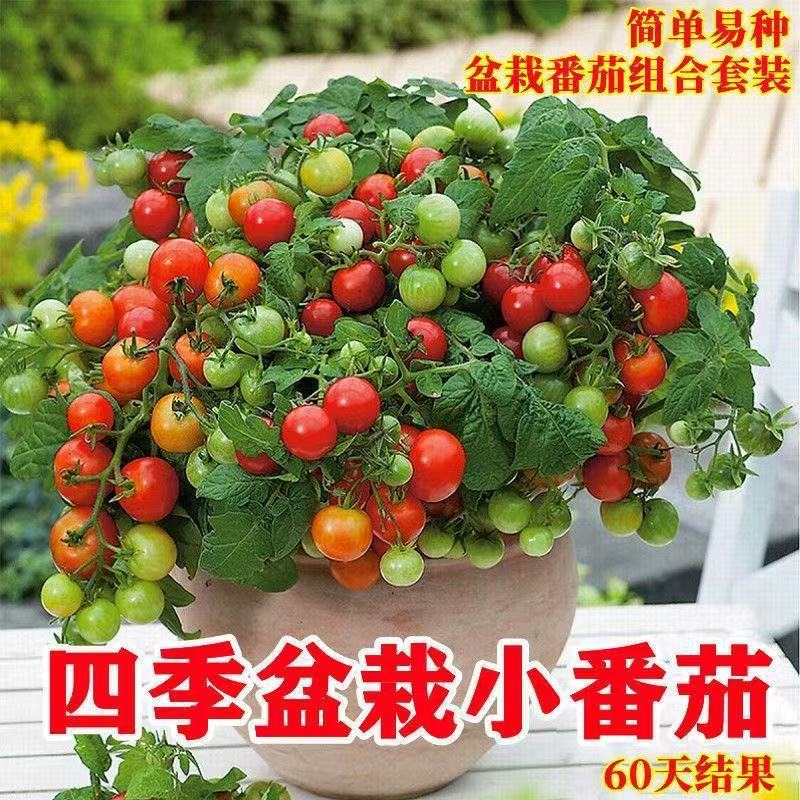 现货矮生小番茄种籽樱桃小西红柿种子圣女果苗四季阳台盆栽蔬菜水果种Dwarf Tomato Seeds Cherry Tomato Seeds20260519