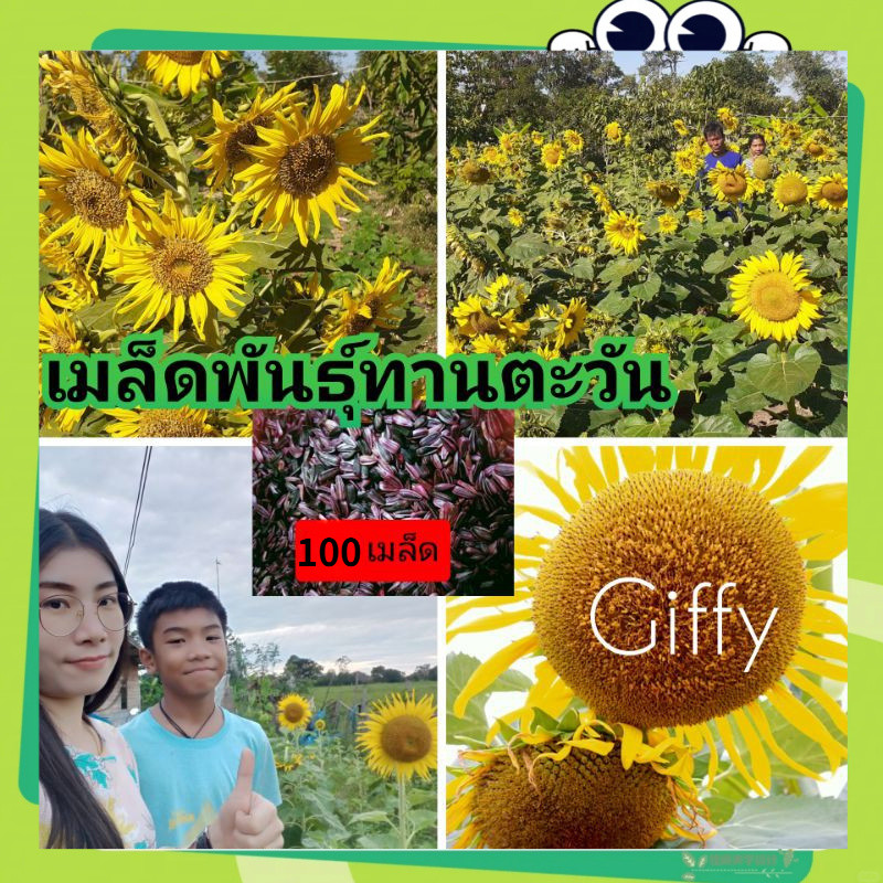 (เมล็ดพันธุ์ทานตะวันสายพันธุ์อะความร่า6[ 100เม็ด] ดอกใหญ่เหลืองสวยงาม ทนแล้ง ให้ผลผลิตสูง(sunflower seeds)
