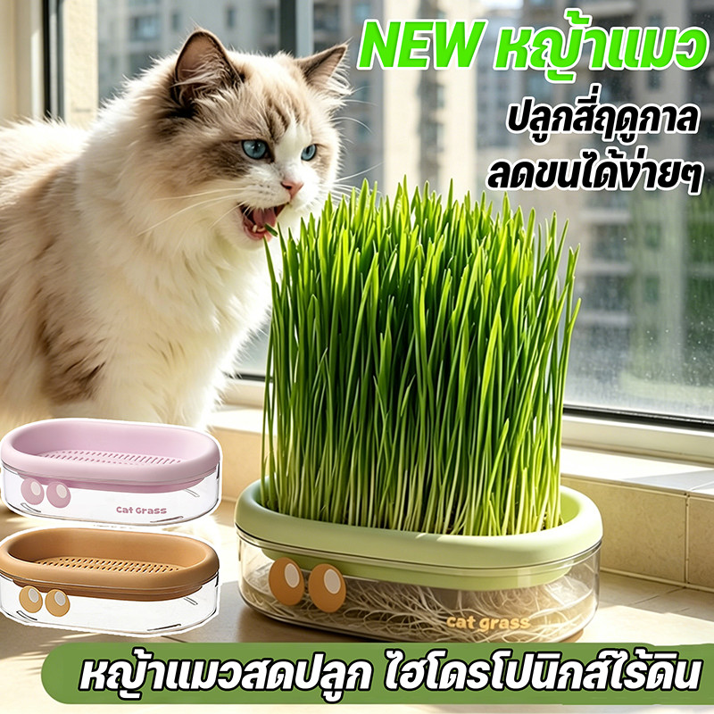 NEW หญ้าแมว ชุดปลูกข้าวสาลีออร์แกนิค ไฮโดรโปนิกส์ ปลูกง่าย โตไว เสริมภูมิคุ้มกัน ลดกลิ่นมูลแมวอย่างมีประสิทธิภาพ