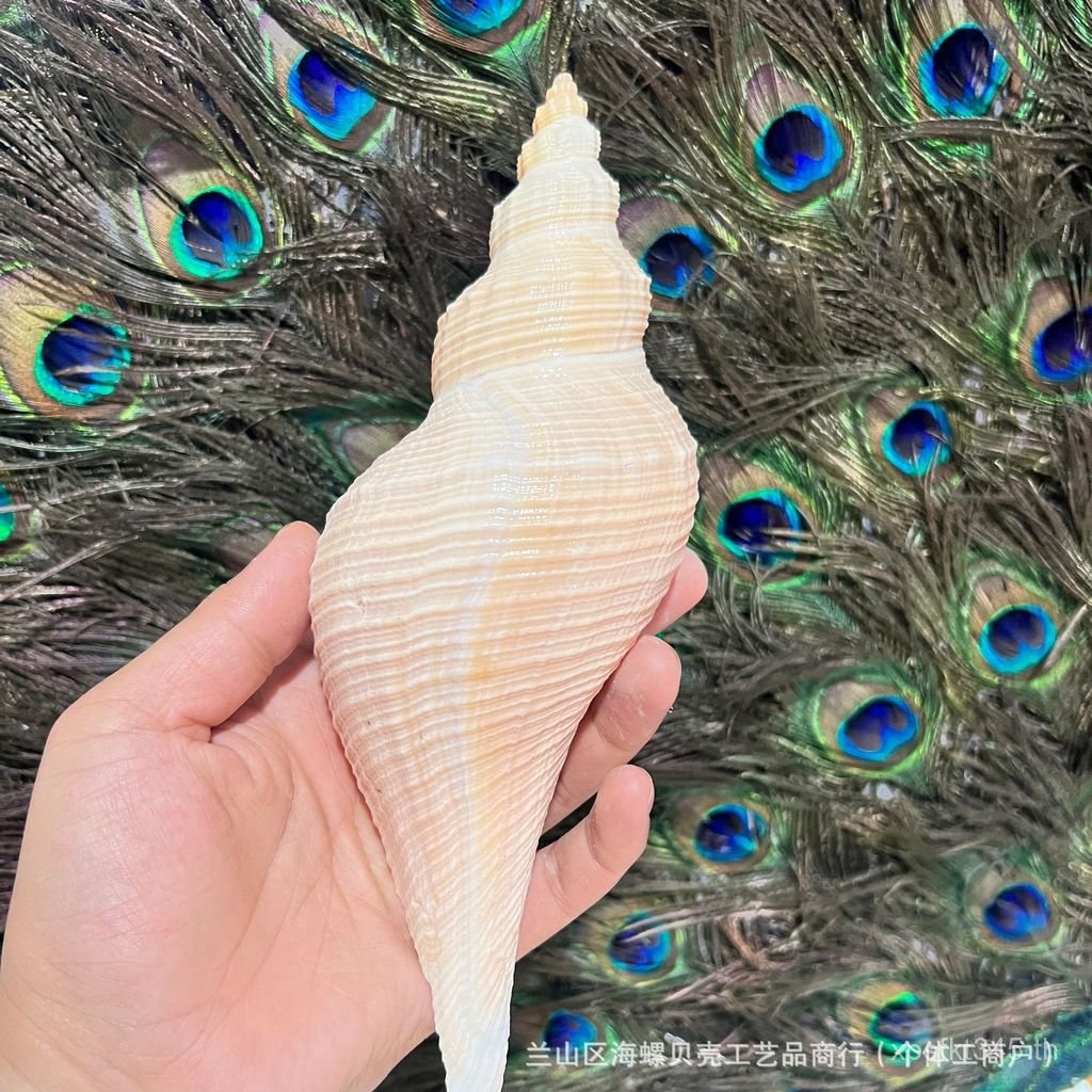 ธุรกิจตกแต่งถังปลา Conch Growth หอม Conch ภูมิทัศน์ธรรมชาติหอม Conch โมเดิร์น Simple ของขวัญอื่นๆ JC