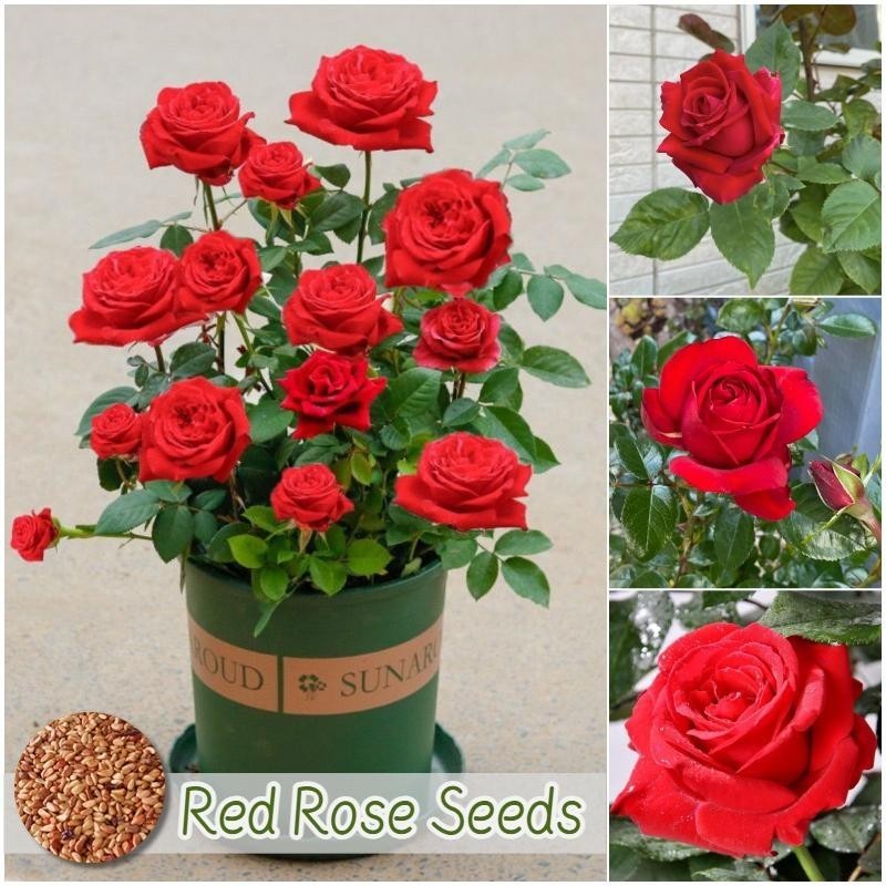 เมล็ดพันธุ์ กุหลาบสีแดง บรรจุ 100เมล็ด Red Rose Seeds เมล็ดดอกไม้ เมล็ดบอนสี ดอกกุหลาบ ต้นไม้มงคล บอ
