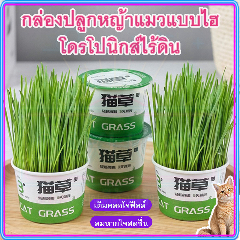 ⚡สต็อกไทย⚡หญ้าแมวปลูกง่าย 3 วันงอก ขับก้อนขน เสริมคลอโรฟิลล์ ลดกลิ่นปาก แมวชอบ หญ้าแมวพันธุ์ข้าวสาลี