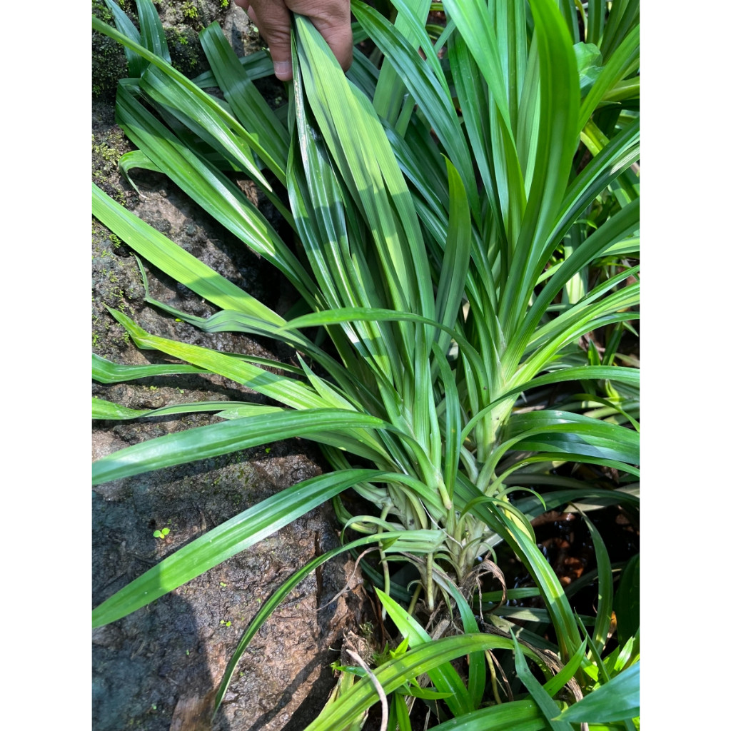 มุมมอง 4