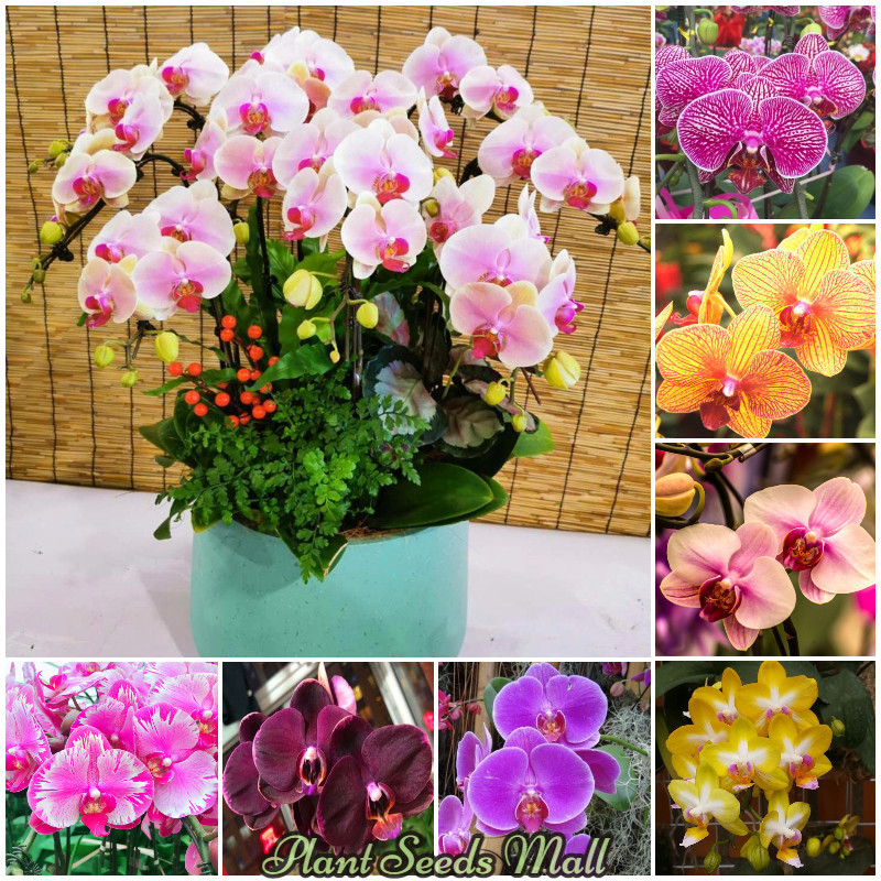 Phalaenopsis Orchid Seeds Sale Potted Flowering Plants Seeds Gardening Bonsai Flower Seeds Indoor