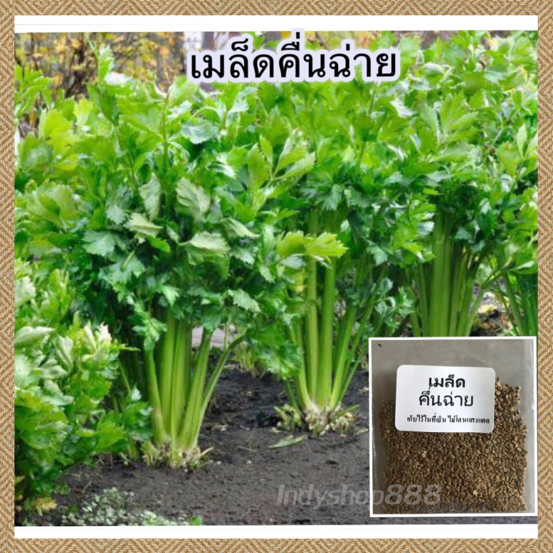 เมล็ดพันธุ์ขึ้นฉ่าย 800 เมล็ด คัดพิเศษปลูกง่าย โตเร็ว งอกดี งอกง่าย ปลูกง่าย โตไว คุณภาพดี(Celery Seeds)