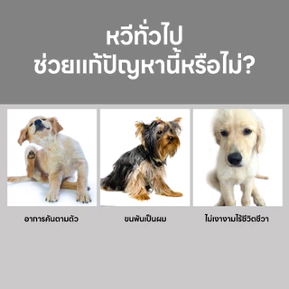 2in1 แปรงหวีขนสองด้าน แปรงขนหมูป่า หวีซี่สแตนเลส สำหรับสัตว์เลี้ยง