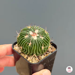 คลื่นสมอง Echinofossulocactus Multicostatus แคคตัส กระบองเพชร cactus&succulent