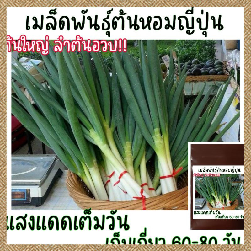 500 เมล็ด ต้นหอมญี่ปุ่น Japanese Bunching Onion งอกง่าย ปลูกง่าย โตไว คุณภาพดี(Giant Green Onion Seed)
