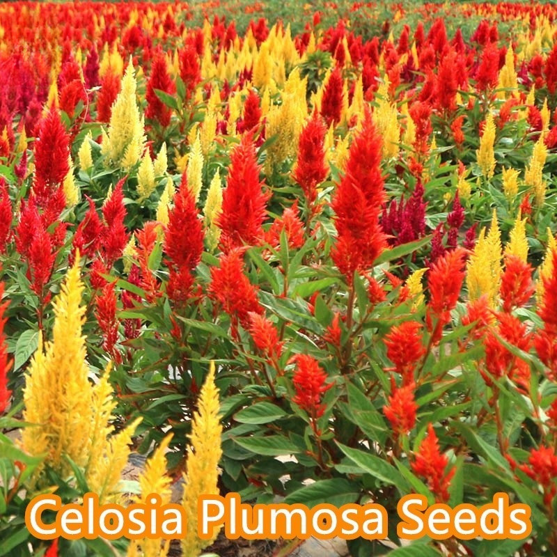 การปลูกแบบมีประสิทธิภาพสูง (2000เมล็ด/ซอง) เมล็ดพันธุ์ ดอกหงอนไก่ Celosia Plumosa Seeds Garden Flowering Seed