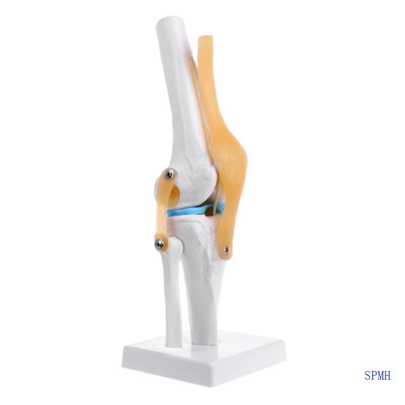Super Human Anatomical Knee Joint ยืดหยุ่นโครงกระดูกรุ่น Medical Learning Aid Anatomy
