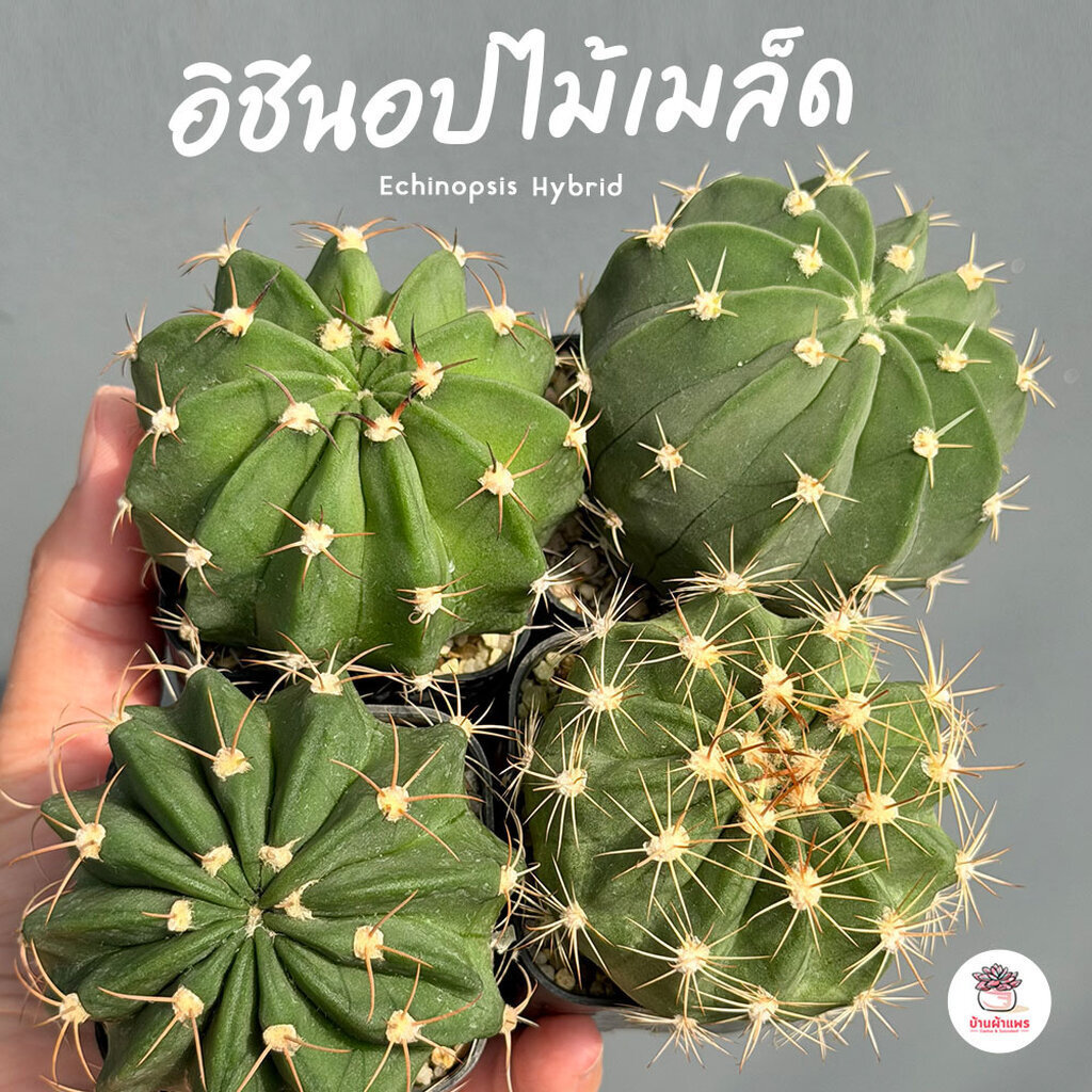อิชินอป ไม้เมล็ด Echinopsis Hybrid แคคตัส กระบองเพชร cactus&succulent