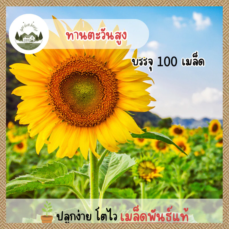เมล็ดทานตะวันสูงชมดอก 100 เมล็ด งอกง่าย ปลูกง่าย โตไว คุณภาพดี