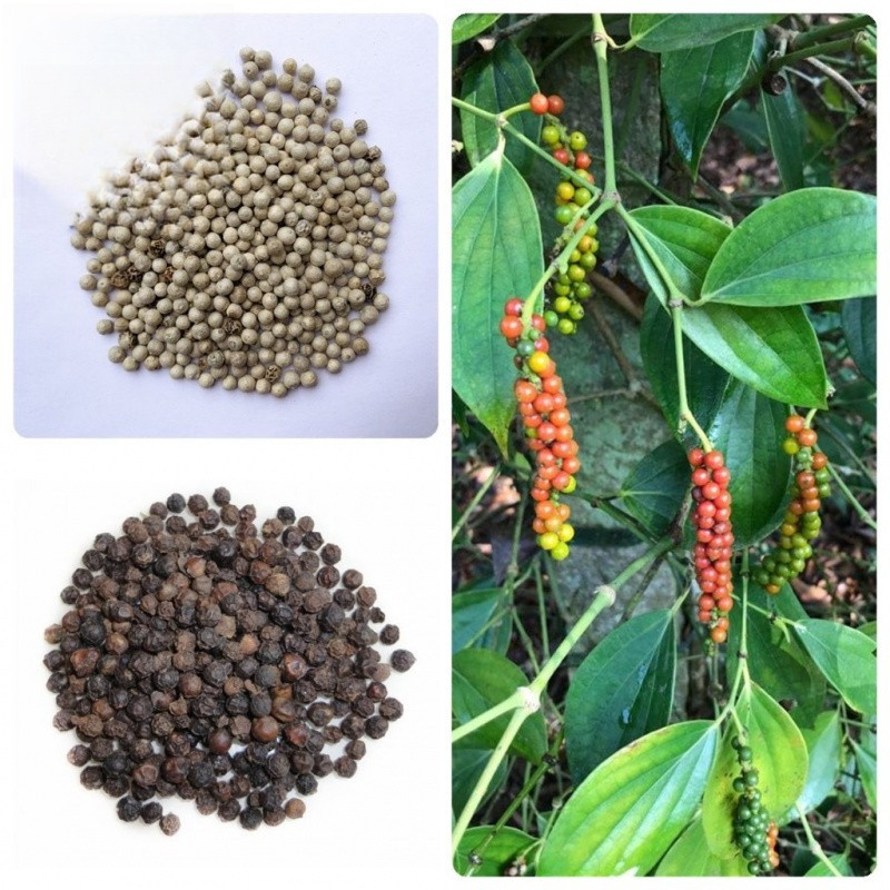 เมล็ดพันธุ์พริกไทยขาว 15 เมล็ด/แพ็ค | ผลผลิตสูง White peppercorn plant seeds F1 seeds easy to grow