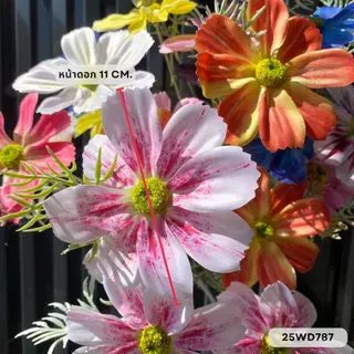 คอสมอสก้านเดี่ยว 3 ดอก ขนาด หน้าดอก 11 cm. ความสูง 62 cm.
