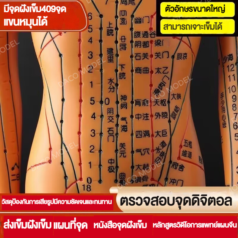 โมเดลจุดฝังเข็มมนุษย์ การแพทย์แผนจีน แผนผังจุดฝังเข็มทั้งร่างกาย รูปปั้นบรอนซ์ชายและหญิง สิบสองเส้นเมอริเดียน รูปปั้นหนังขนาดเล็ก การนวดฝังเข็ม