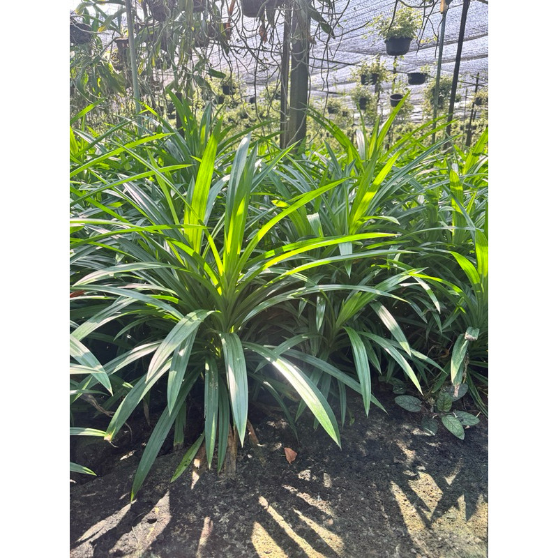 มุมมอง 2