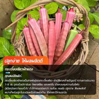 กระเจี๊ยบฝักสีแดงงง!!📌เมล็ดพันธุ์กระเจี้ยบมอญอเมริกันแดง 80 เมล็ด🌱งอกง่าย โตไว☘️ ผลดก🌱สีสวย🎈ทานอร่อย