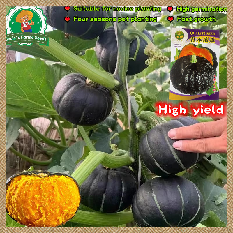 10 เมล็ด เมล็ดพันธุ์ ฟักทองญี่ปุ่น Squash Seeds for Planting เมล็ดฟักทอง เมล็ดพันธุ์ผัก งอกง่าย ปลูกง่าย โตไว คุณภาพดี