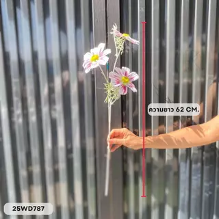 คอสมอสก้านเดี่ยว 3 ดอก ขนาด หน้าดอก 11 cm. ความสูง 62 cm.