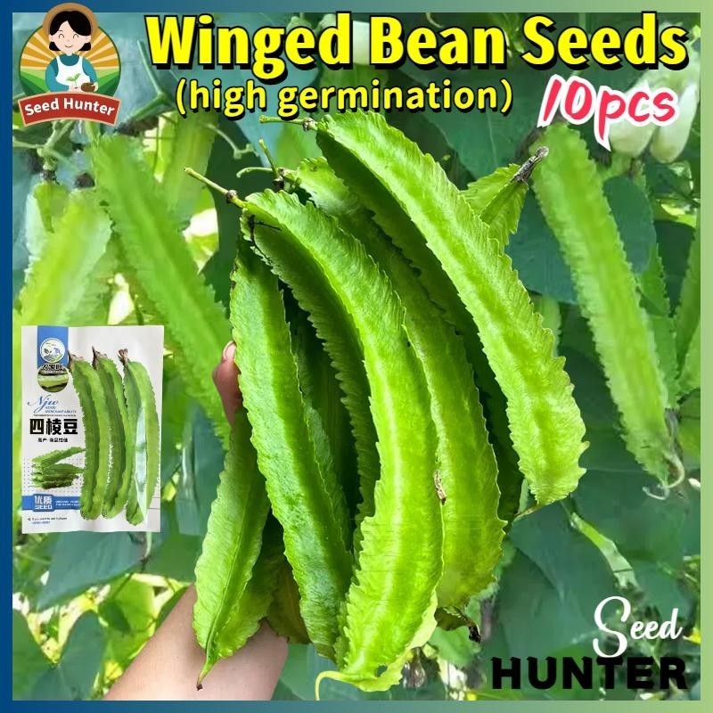 เมล็ดพันธุ์ ถั่วพูยักษ์,ถั่วพูยาว เมล็ดถั่วพู Giant Winged Bean Seed 10เมล็ด/แพ็ค ปลูกง่าย เมล็ดพันธุ์ผัก ผักสวนครัว