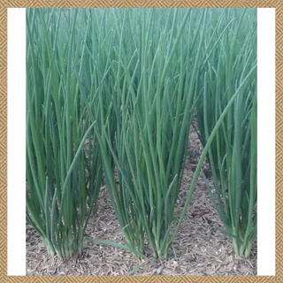 เมล็ดต้นหอมแบ่ง 500 เมล็ด งอกง่าย ปลูกง่าย โตไว คุณภาพดี(dahon ng sibuyas seeds)