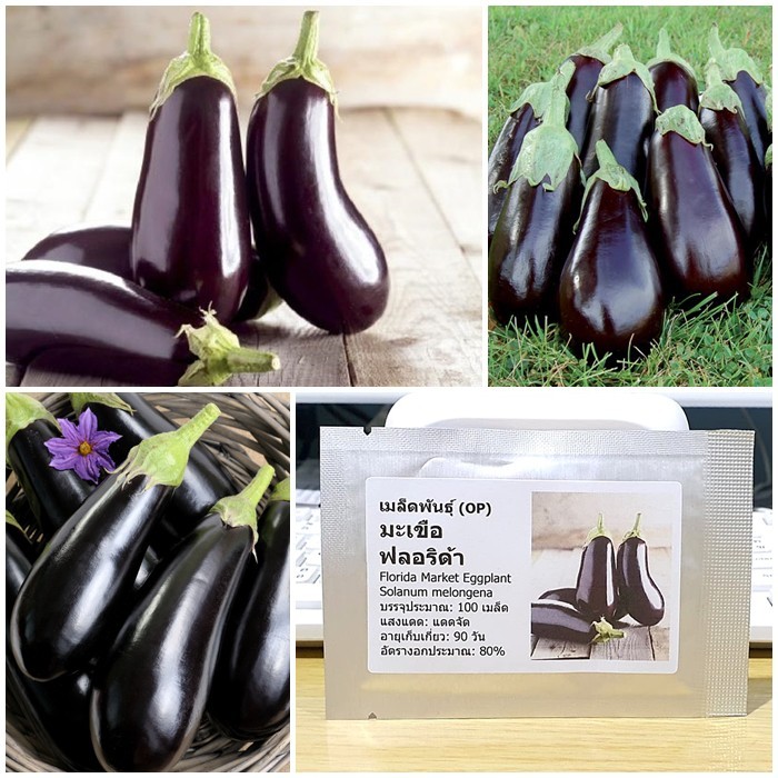 เมล็ดพันธุ์ มะเขือฟลอริด้า (Florida Market Eggplant Seed) บรรจุ 100 เมล็ด คุณภาพดี ของแท้ 100%